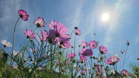 Worm's-eye view of delicate purple flowers and green grass in front of wispy clouds lightly covering the sun.