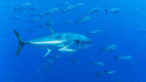 A school of bluefin tuna swimming in a clear blue sea.
