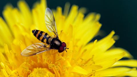 A hover fly sits on a yellow flower