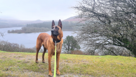 A large dog standing on a grass bank next to a lake. The dog is attached to a lead which appears to be being held by the person taking the picture. The dog is tall, with brown fur and a dark face. It has long pointy ears. Trees are in the background.