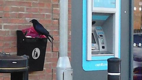 A crow resting on a black litter bin, attached to a wall outside the Co-op store in North Hykeham. There is a cash machine to the side and part of a shop window in view.