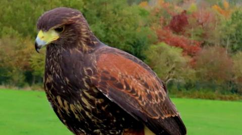 A brown hawk with a yellow beak. Behind the bird is a grassy area and a woodland.