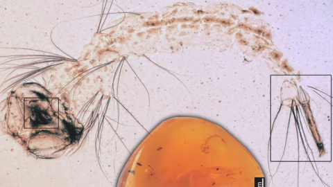 Larva of the mosquito (with scientific name Cretosabethes primaevus) in an image from the Gondwana Research journal 