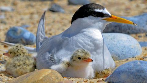 A mother little tern, with a light grey body and a mainly black head, sits next to her offspring on a beach strewn with pebbles. The chick has a very fluffy white body and a yellow and black dappled head. Both birds have an orange beak with a black tip. 