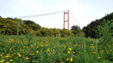 A wildflower meadow, full of grasses and yellow flowers like buttercups, in the shadow of the Humber Bridge.