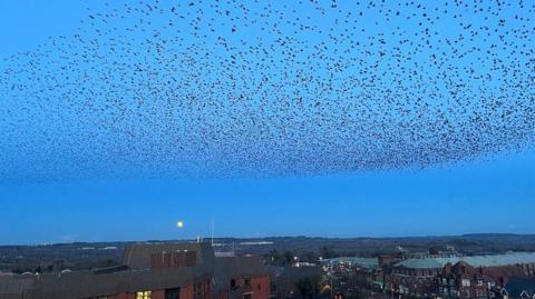 Starlings 