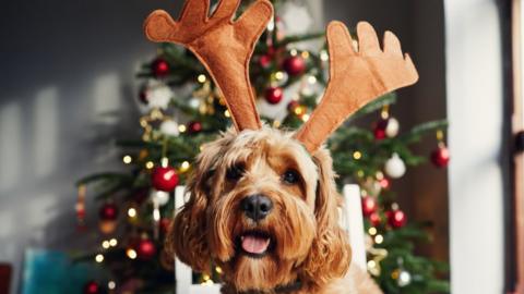 Beige coloured dog wearing brown, felt reindeer antlers in front of a christmas tree covered in warm white fairy lights and red , gold and white baubles