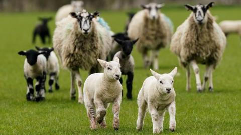 Sheep and lambs walk across a green field, with farm buildings blurred in the background.