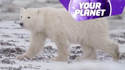 A polar bear and the Your Planet logo