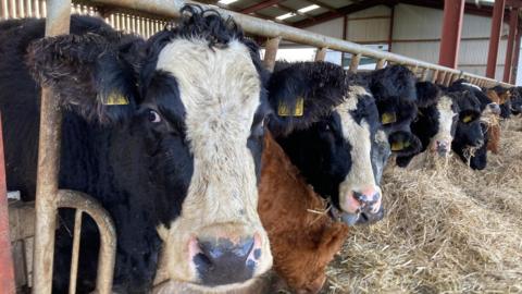 A line of cows, some are black and white and some are brown. They are eating hay through steel bars.
