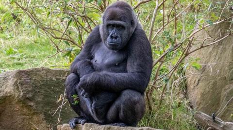 Meisie the black gorilla sits on a rock looking at the camera with rocks and trees in the background