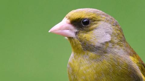 A closeup photo of a greenfinch's face. It has a pink beak with yellow and grey feathers