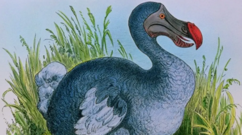 An illustration of a dodo.