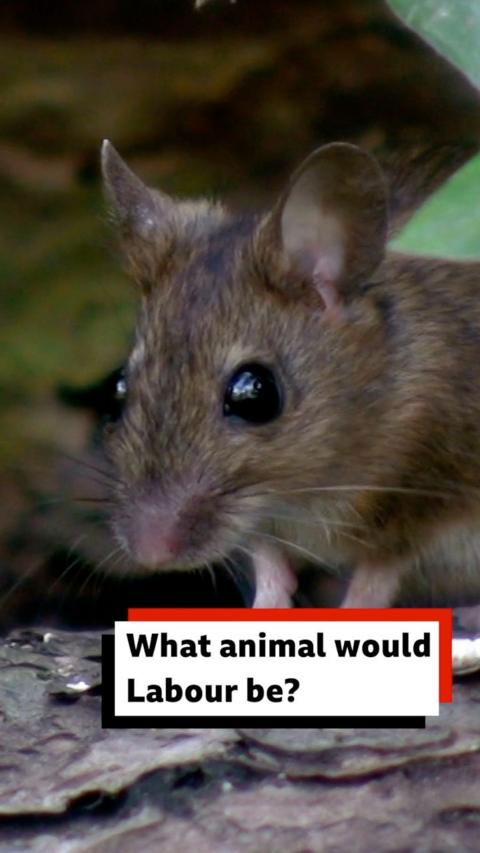 A small doormouse looks towards the camera.