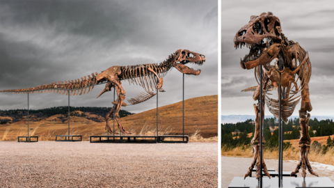 An T. rex skeleton with some rib bones missing stands on a pedestal held up by five metal bars. In the background is rolling brown hills and forest. The sky has thick grey clouds. ( left) A view of the same dinosaur skeleton from the front