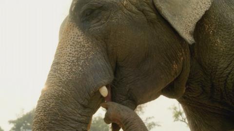 An elephant