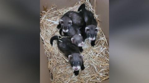 A photo of four polecat-ferret hybrids which are brown with cream fur around their ears and noses. They are in a box filled with straw.