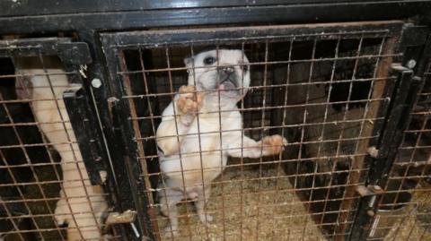 Two white dogs in cages, both standing on hind legs with their paws against on the metal bars.  