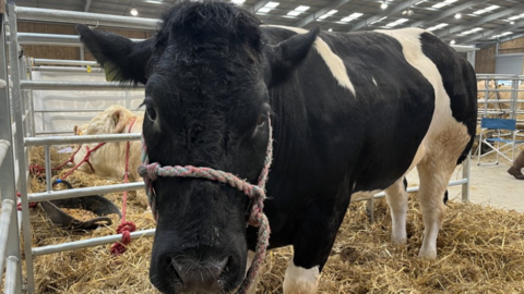 Picture of a black and white cow from last years Newbury show.