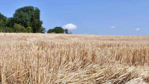 A parched field of crops sits under a bright blue sky. The crops are stunted and very light in colour. 