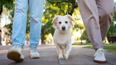 Two people walking a dog