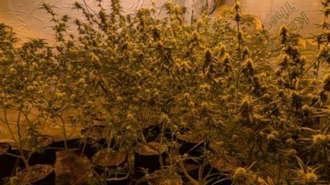 Plants inside on a photo released by police.