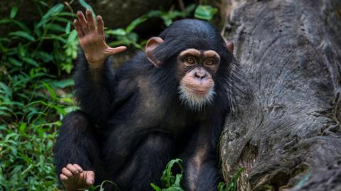  Young Chimpanzee waving hand