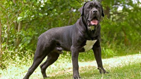 A cane corso dog standing on grass. The dog is large and has its mouth open and its tongue out. It is dark-coloured with a white patch. It is standing. Stock image.