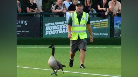 A man in a yellow hi-vis jacket is attempting to capture a goose which is standing on a football pitch.