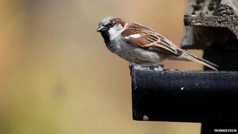 A house sparrow