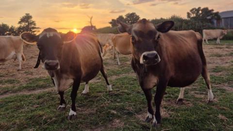 A wide shot of the dairy farm, with two cows up close to the camera. They have brown fur.