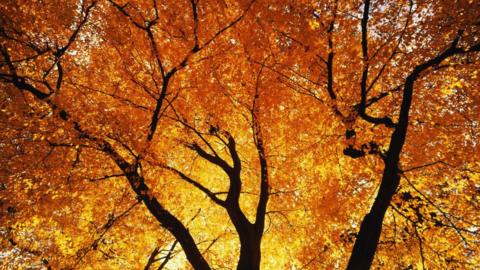 A view of a mature hornbeam tree up the inside of its branches.  Its leaves have turned orange and yellow and are lit up by the sun.