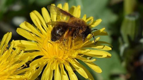 A brown and yellow Manx honey bee on a vibrant yellow flower.