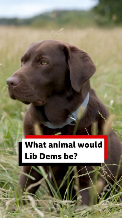 A chocolate labrador is sat in a field, looking slightly off camera
