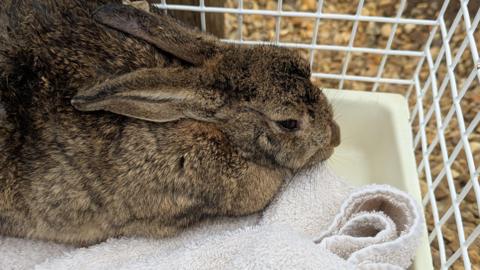 A brown rabbit is sitting inside a white cage. It is on a towel.