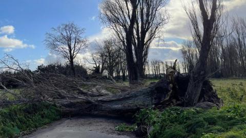 A tree blocks a country road. The tree is very large and has fallen down in the storm. Other trees, still standing, line the road and joining field. 