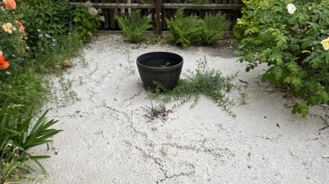 Whitish sewage now crusted over sits on top of gravel in neat front garden