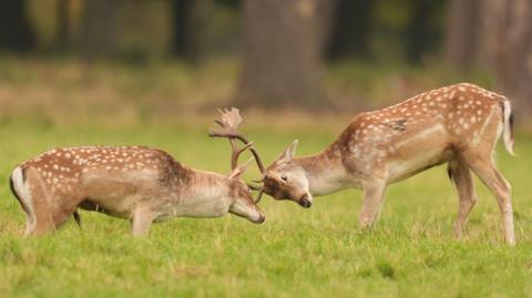 Two stags are locked together by their antlers