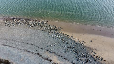 Drone shot of dozens of seals on the beach. The sea is lapping at the beach which is sandy to the right and more grey shingle to the left.