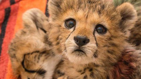 Two baby cheetahs.