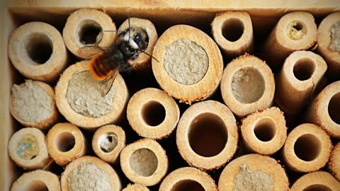 a solitary bee walks on the outside of a handmade bee house full of holes for nesting.
