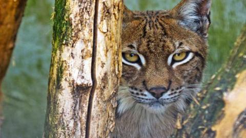 A lynx at The Cat Survival trust in Codicote near Welwyn