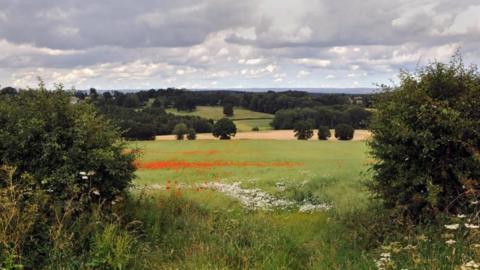 The view from behind a hedge of rolling green fields with red poppies and white daisies 