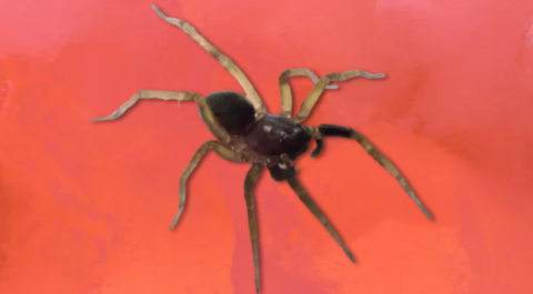 wolf spider isle of wight