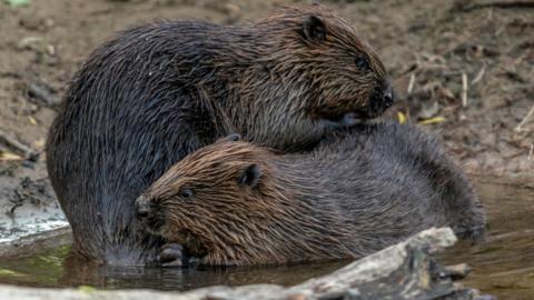 Two beavers engaging in mutual grooming