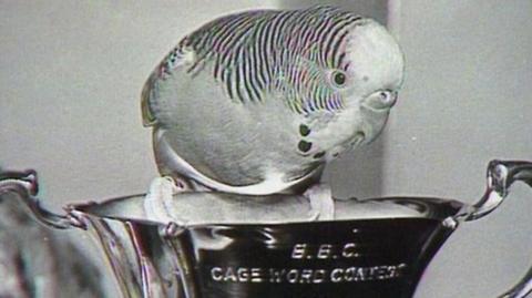 Black and white picture of Sparkie the budgie on top of a trophy that says 'BBC Cage Word Contest'