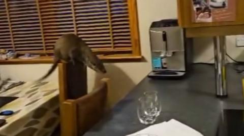 An otter, in a kitchen, poised to jump from a chair onto a counter