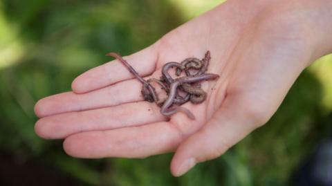 A child's hand holding a few earthworms