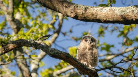 A small Tawny Owl with fluffy feathers sat perched on a branch, looking out into the distance.