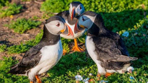 Three puffins - which are black and white in colour with orange, black and yellow beaks - facing each other. They are standing on some grass. 